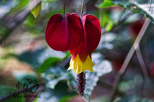 Arboretum Greifswald